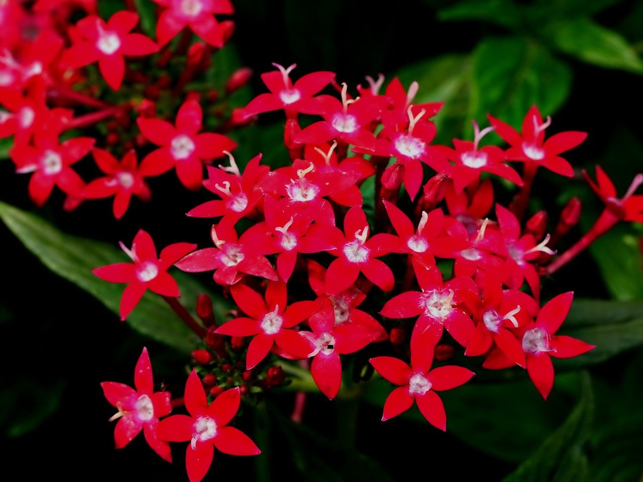 red starflowers (Pentas lanceolata)